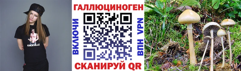 дарк нет официальный сайт  Тихвин  Псилоцибиновые грибы Psilocybe  купить  сайты 